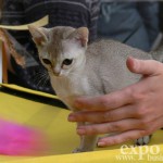 Выставка кошек СОДРУЖЕСТВО