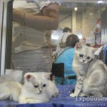 Выставка кошек «ИнфоКот»